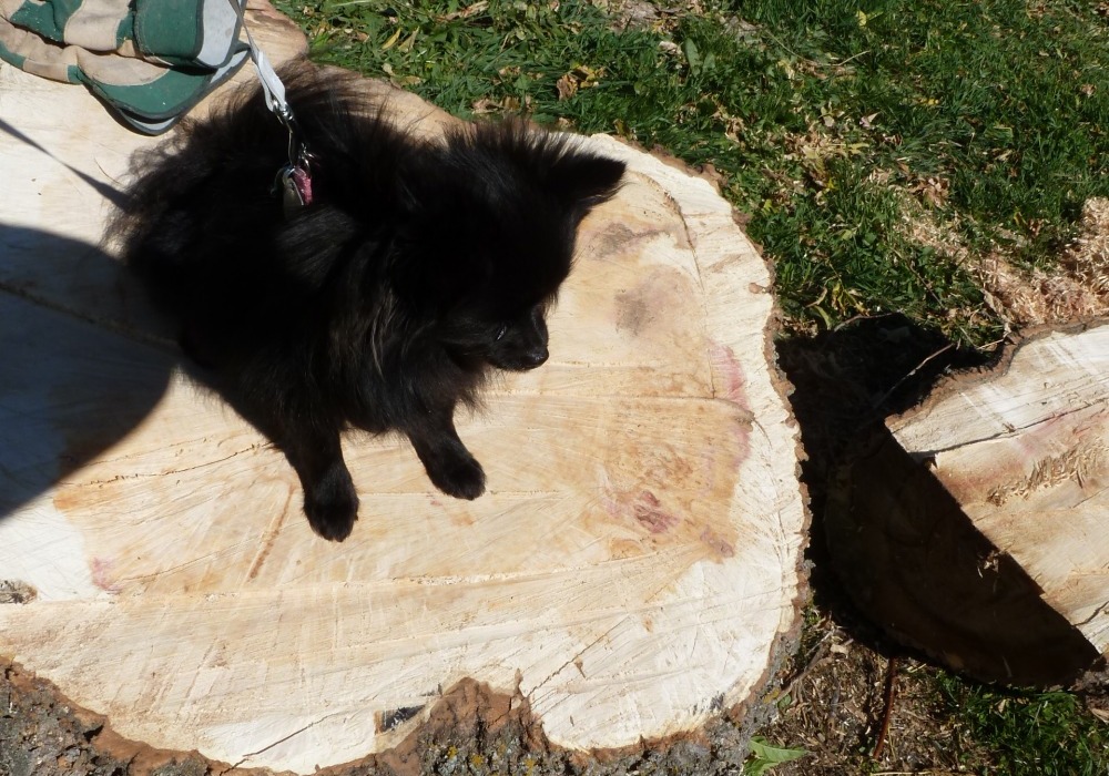 My little helper